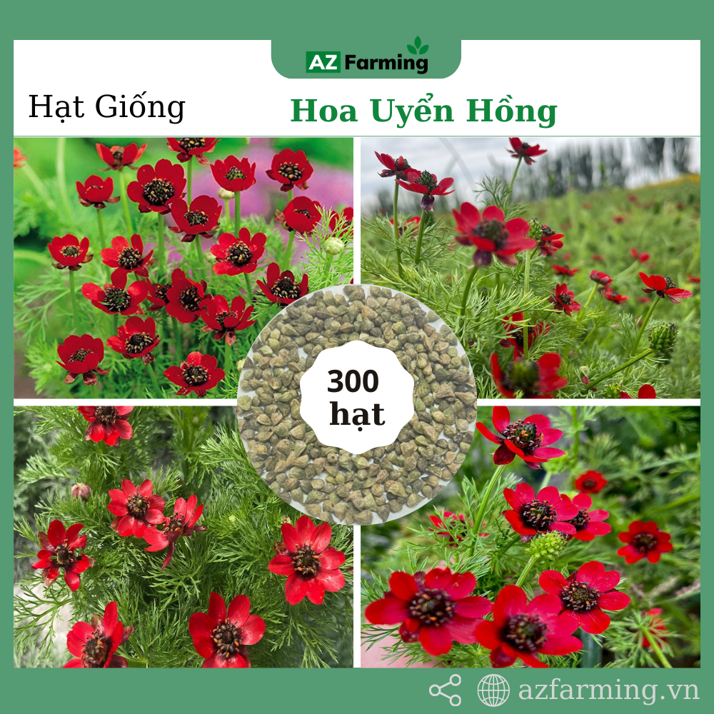Hạt giống hoa uyển hồng - gói 300 hạt - az farming