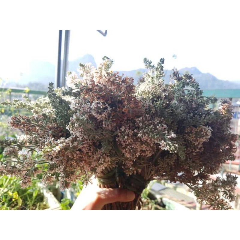 Hoa bó phón khô tây bắc 1 bó