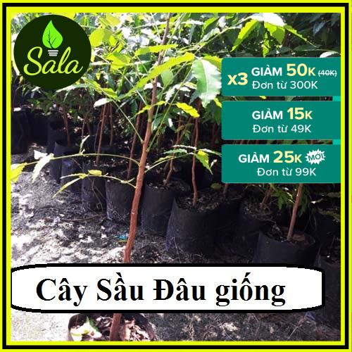 Combo 5 cây sầu đâu giá rẻ sala - cửa hàng cây giống, hạt giống, phân bón