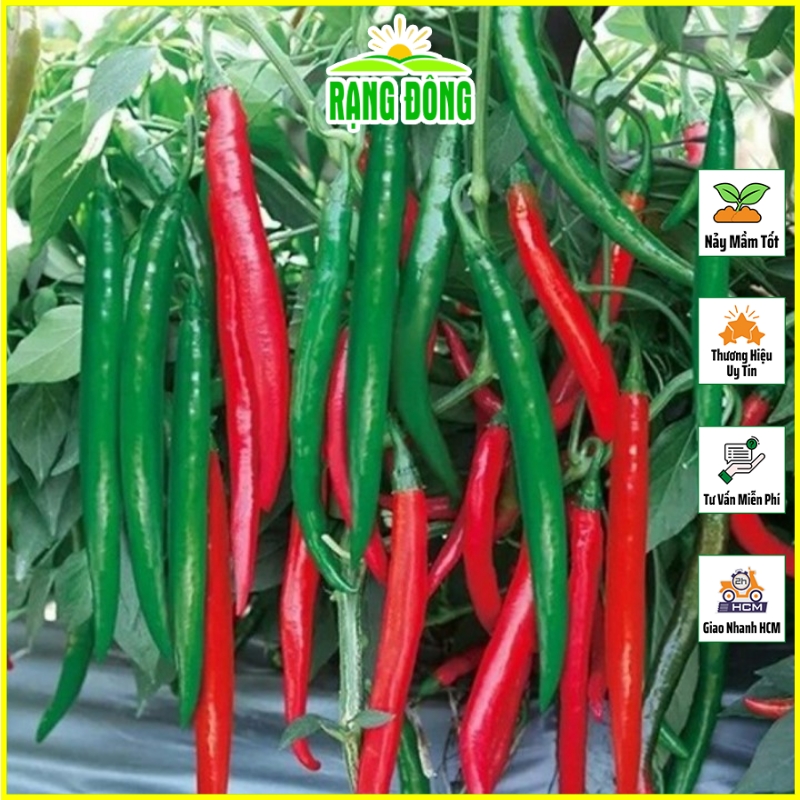 Hạt giống Ớt Chỉ Địa Lai F1 Trái Dài, Kháng Bệnh Tốt, Trồng Quanh Năm (gói 0,1 gram) - Hạt Giống Rạng Đông