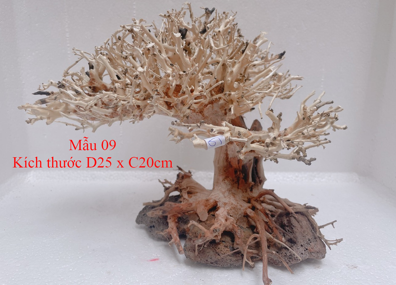 Lũa bonsai trang trí hồ thủy sinh, cá cảnh kích thước 20x25cm - mẫu 09
