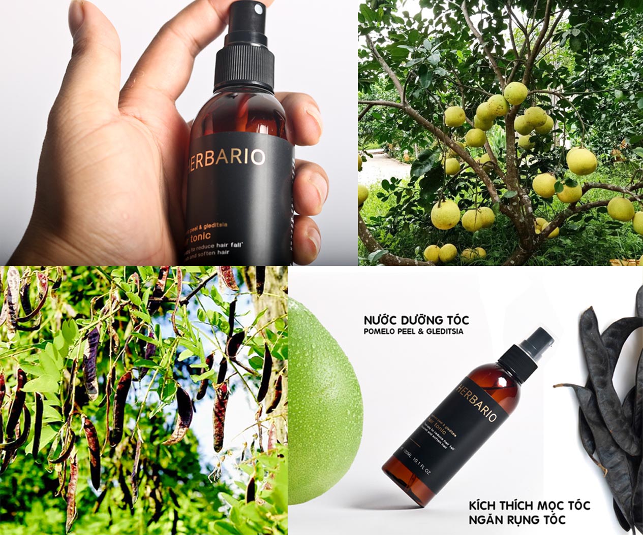 [HCM]Chai xịt tinh dầu bưởi và bồ kết kích mọc tóc giảm rụng tóc herbario 100ml cho tóc dày và dài hơn gấp 2 đến 3 lần