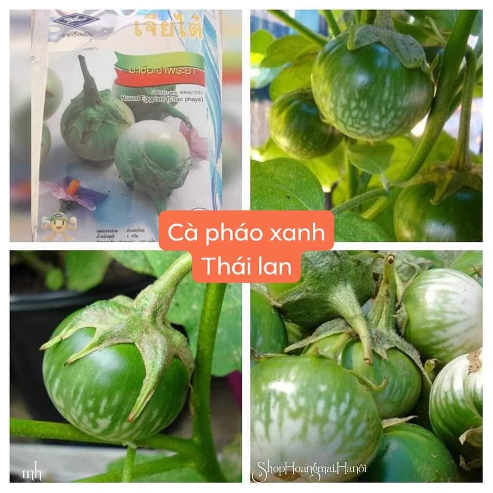 Hạt giống cà pháo chùm xanh nhập thái lan nguyên gói 1gr = 420 hạt