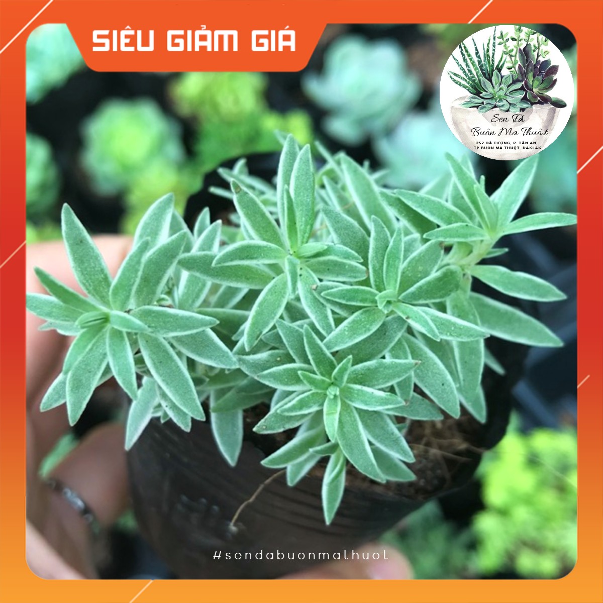 Sen đá sedum cỏ trắng ❤️[siêu đẹp]❤️ - Sen đá Buôn Ma Thuột - BMT Garden☀️ lỗi 1 đổi 1☀️