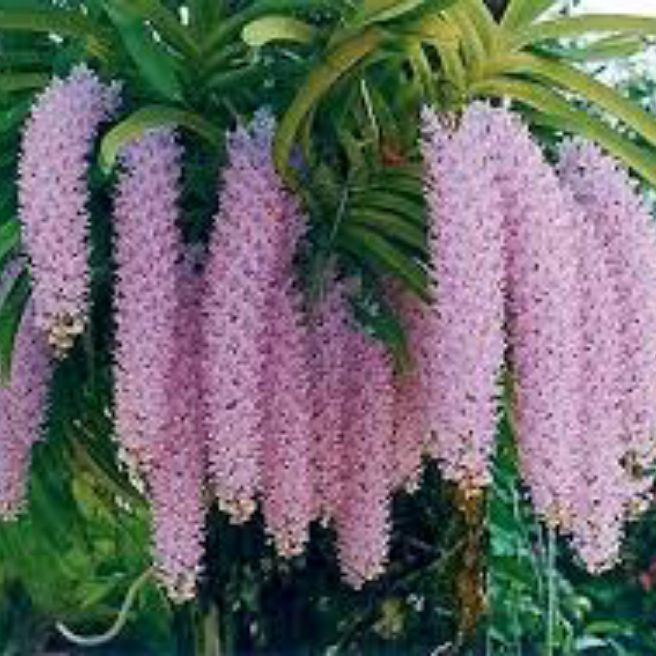 Hoa lan đuôi chồn mẹ bồng con  đang ra nụ