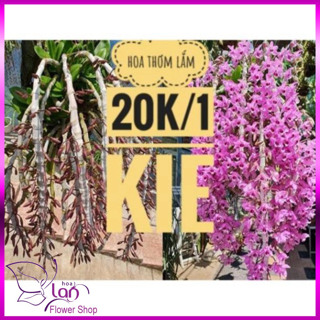 Phong lan trầm rừng tím siêu rẻ