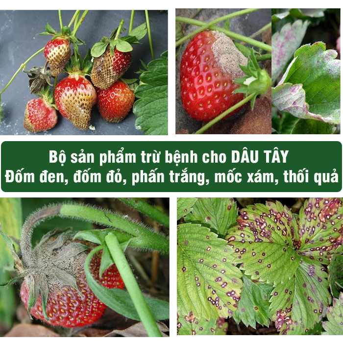 Bộ sản phẩm thuốc trừ bệnh trên DÂU TÂY, thuốc trừ bệnh đốm đỏ dâu tây, thuốc trừ bệnh mốc xám dâu tây, thuốc trừ bệnh phấn trắng dâu tây, thuốc trừ bệnh đốm đen dâu tây