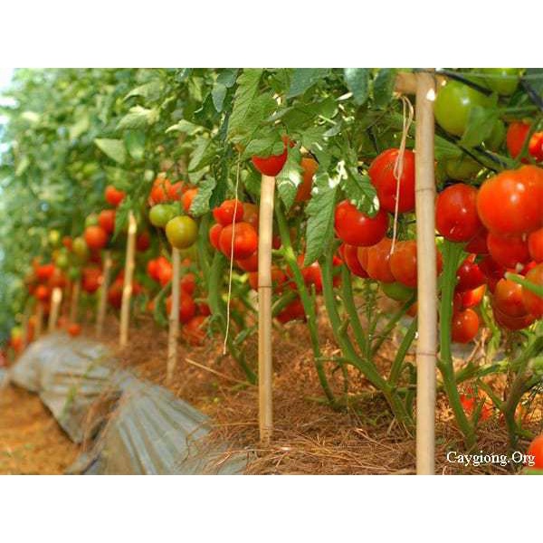 Hạt giống cà chua f1 siêu kháng bệnh