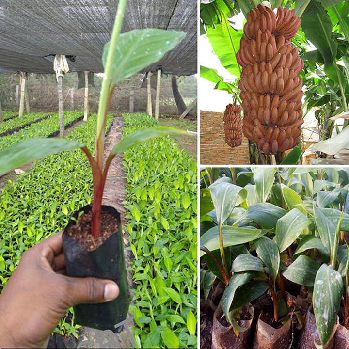 Giống Cây Chuối Đỏ Dacca ( 5 cây )