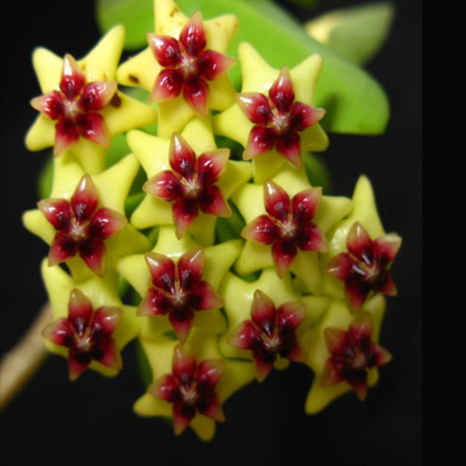 Chậu cây cẩm cù Hoya Densifolia