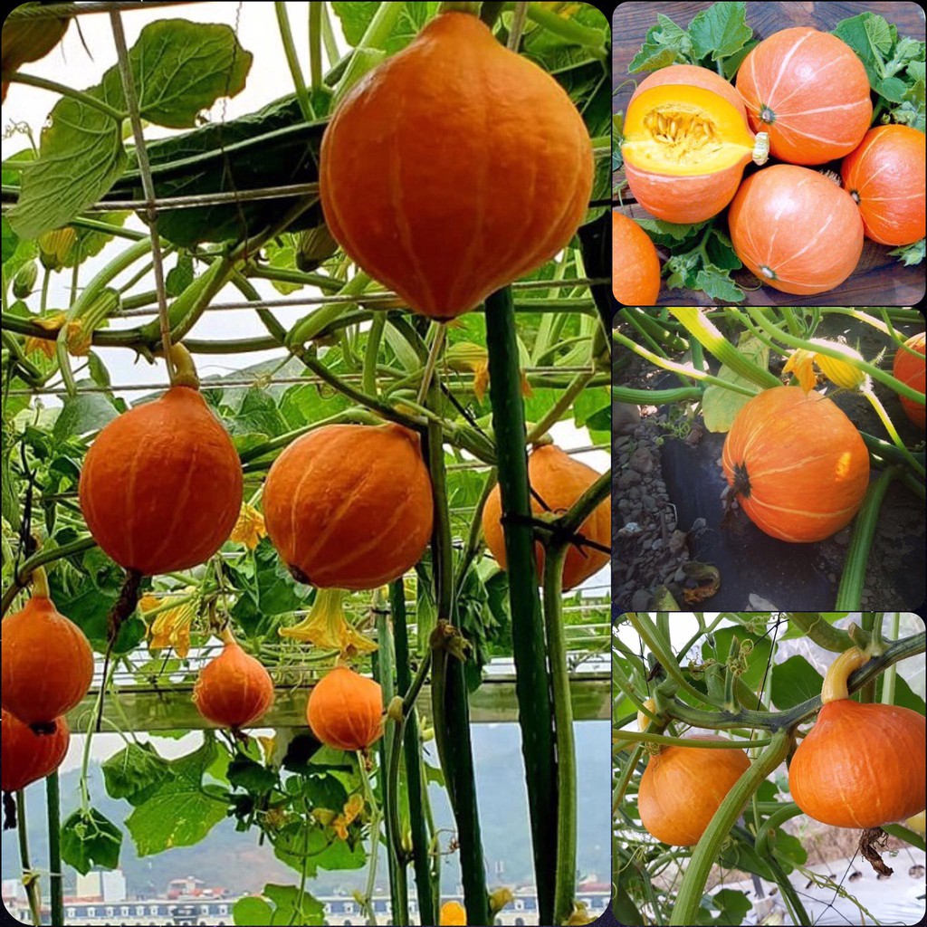Hạt giống bí ngô mặt trời nảy mầm trên 90% gói 10 hạt