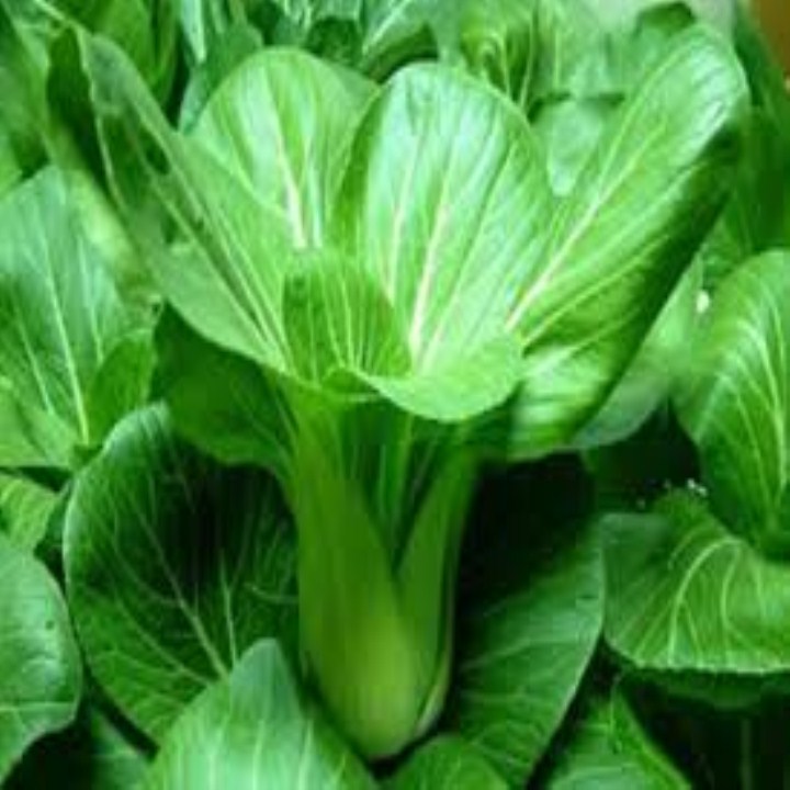 hạt giống rau cải chip,cải thìa gói 10gr mua từ 50k tặng 2 sản phẩm