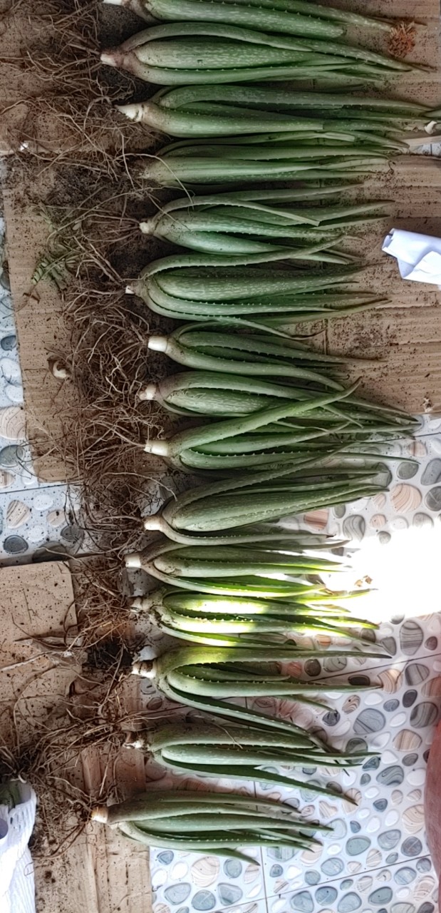 5 Cây nha đam mỹ . Cây to khoẻ, chất lượng