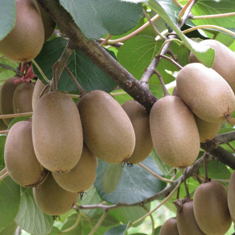 Hạt giống kiwi leo - Hạt giống chất lượng cao