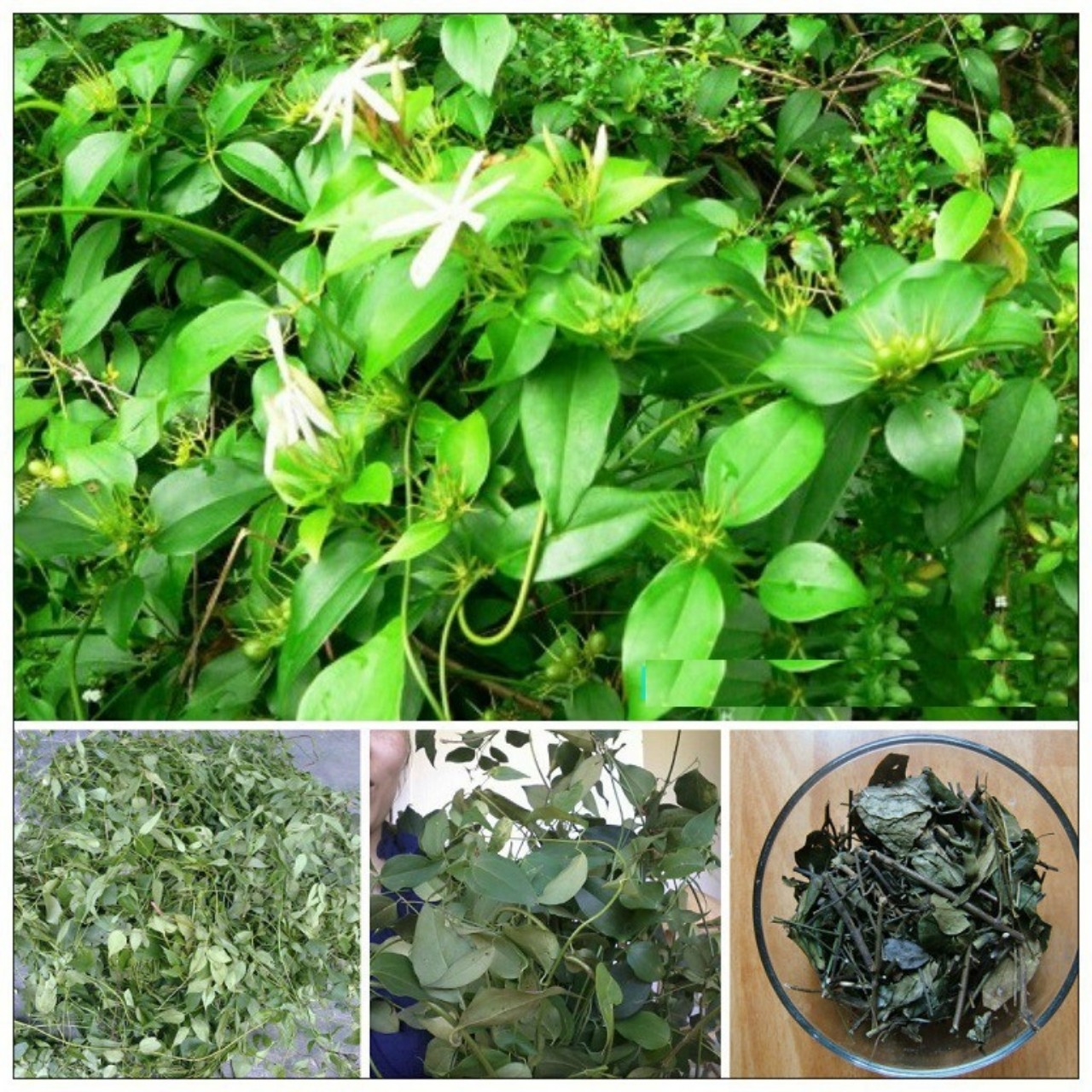 Chè vằng sẻ Nghệ An lợi sữa, giảm cân... ( Chè vằng rừng) - gói 1kg