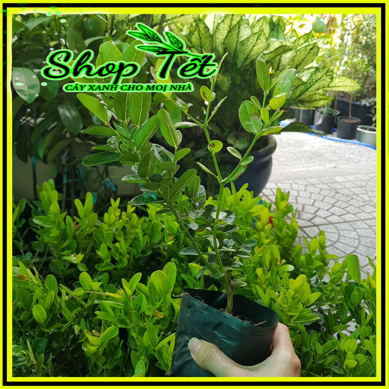 CÂY SIRO, CÂY SI RO, CÂY SIRO LÀM HÀNG RÀO BẦU TO 30CM