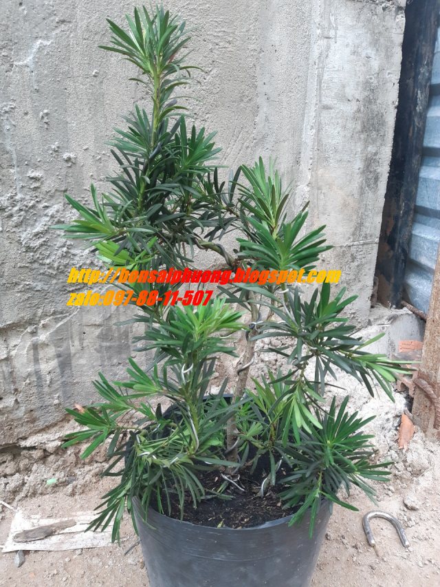 Tùng la hán bonsai mini