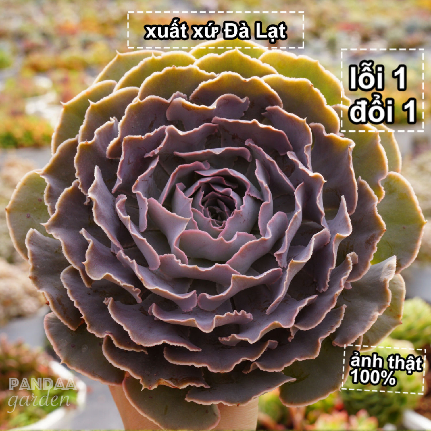  Sen Bắp Cải Tím size trυng 10-12cm Sen Đá Vườn PANDAA GARDEN Đà Lạt Khoẻ Đẹp Dễ Chăm Thuần Khí Hậu Lỗi 1 Đổi 1 