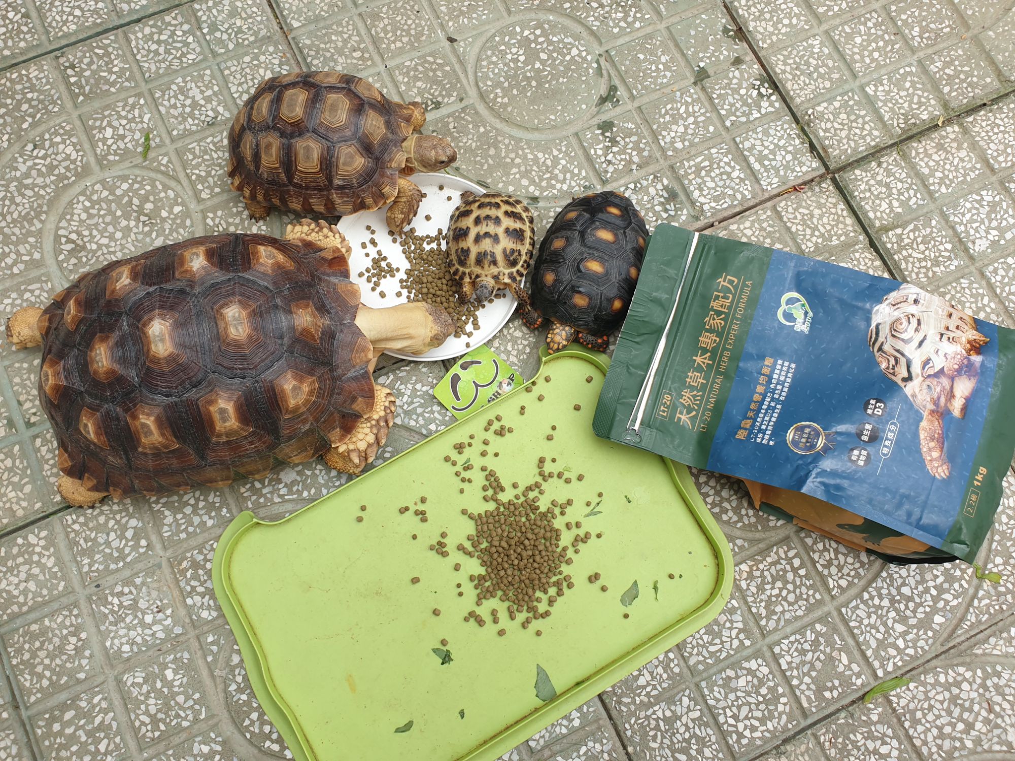 Đồ ăn rùa cạn LT20