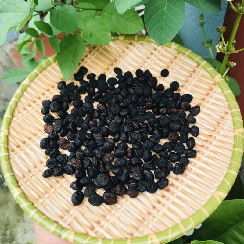 Hạt dổi nếp rừng. gói 100g. gia vị đặc sản sapa. sapa tv food