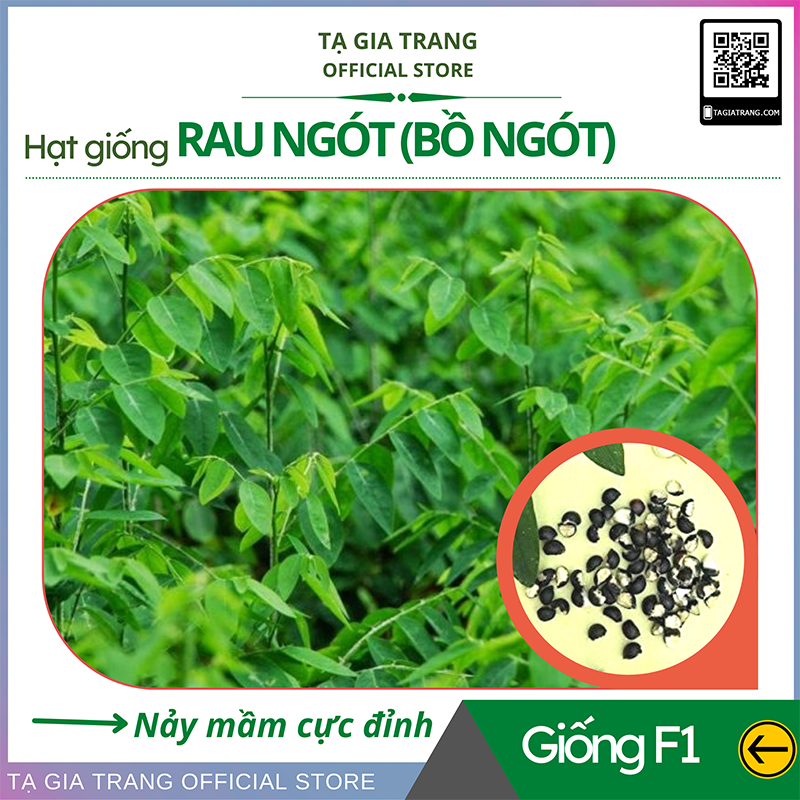 Hạt giống rau ngót 1gr