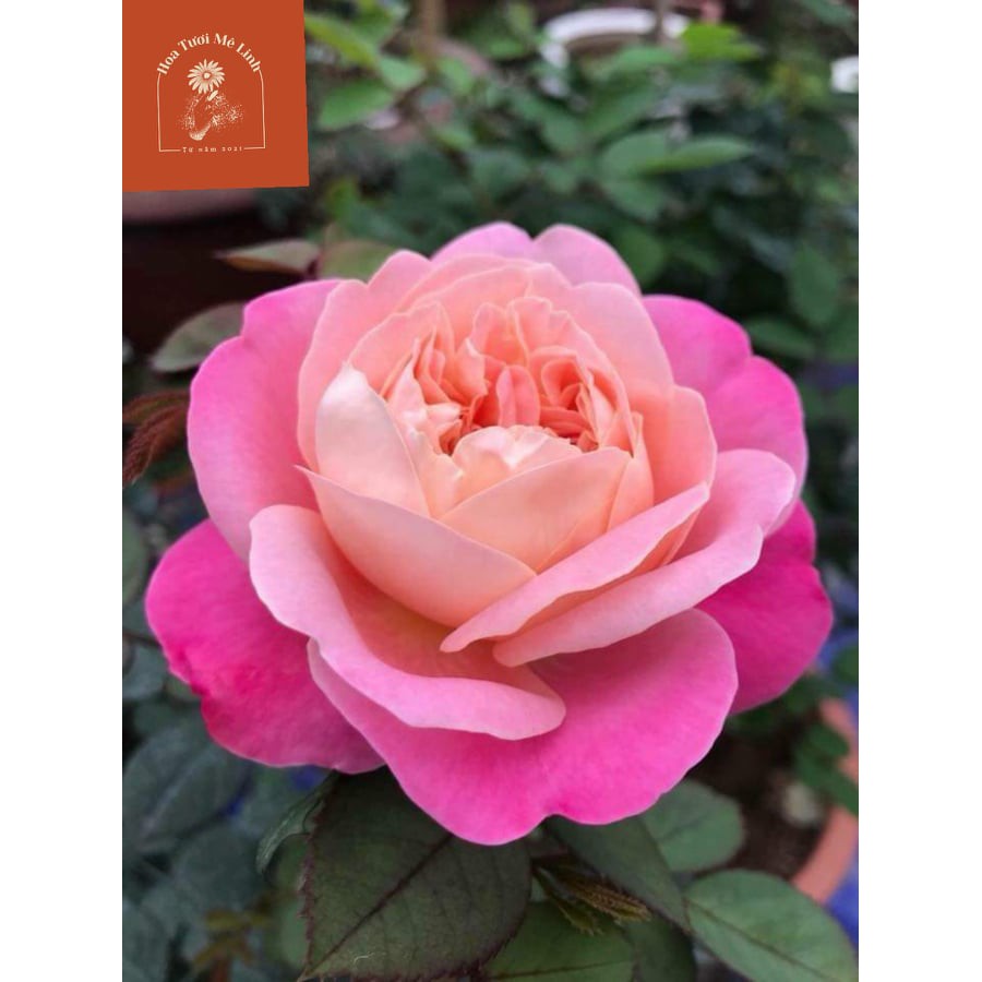 Hoa hồng ngoại Dream Light- Bông hồng đẹp, sai hoa bất chấp thời tiết-HoaTuoiMeLinh