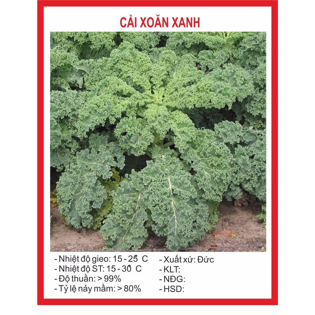Hạt giống cải xoăn xanh 0,2gram ~ 25 hạt