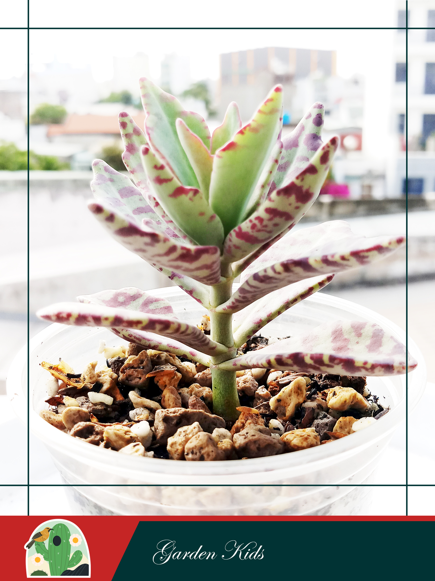 Sen đá gấm viền tím (Kalanchoe Humilis)