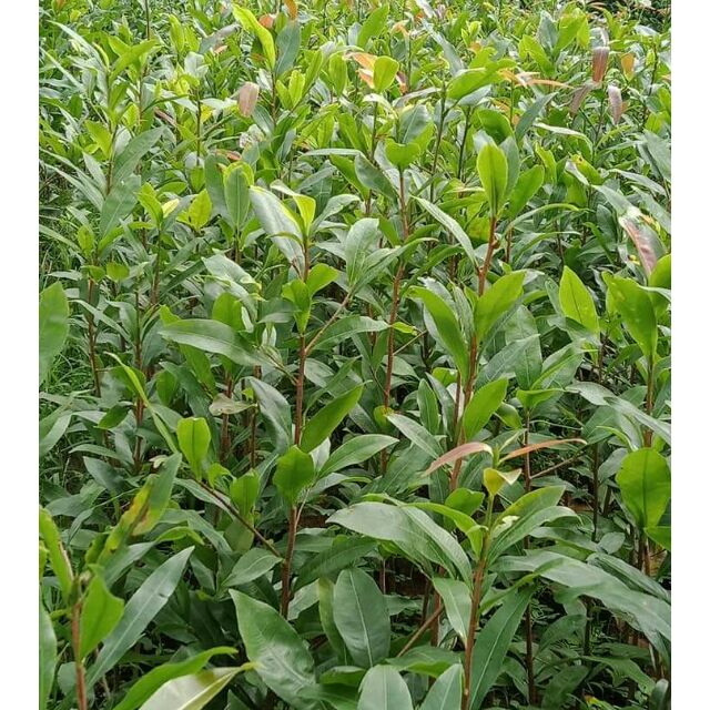 10 Cây Mai Con thủ đức Quấn Rể cây Cao 40-50 cm, Freeship 15k đơn từ 29k