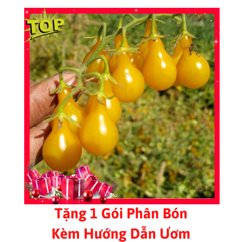 [Lấy mã giảm thêm 30%] Gói Hạt Giống Cà Chua Lê Vàng