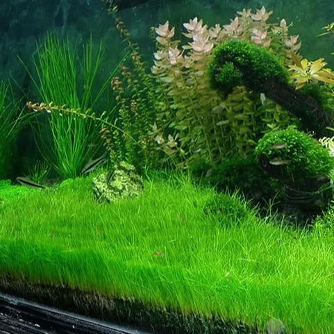 Hạt giống cỏ ngưu mao chiên cao, cỏ ngư mao chiên lùn 1 gói 10g, cỏ thủy sinh trang trí bể cá cảnh Decor Việt
