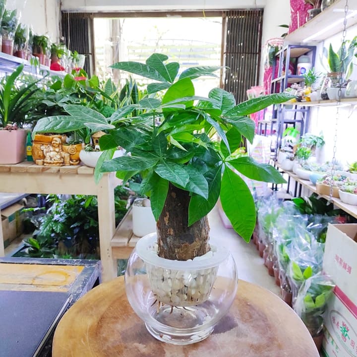 Kim ngân 1 thân thủy sinh_ cây mini để bàn