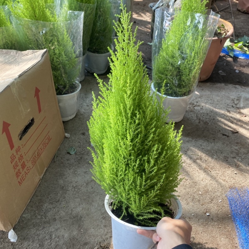 Cây tùng thơm cao 35-45cm