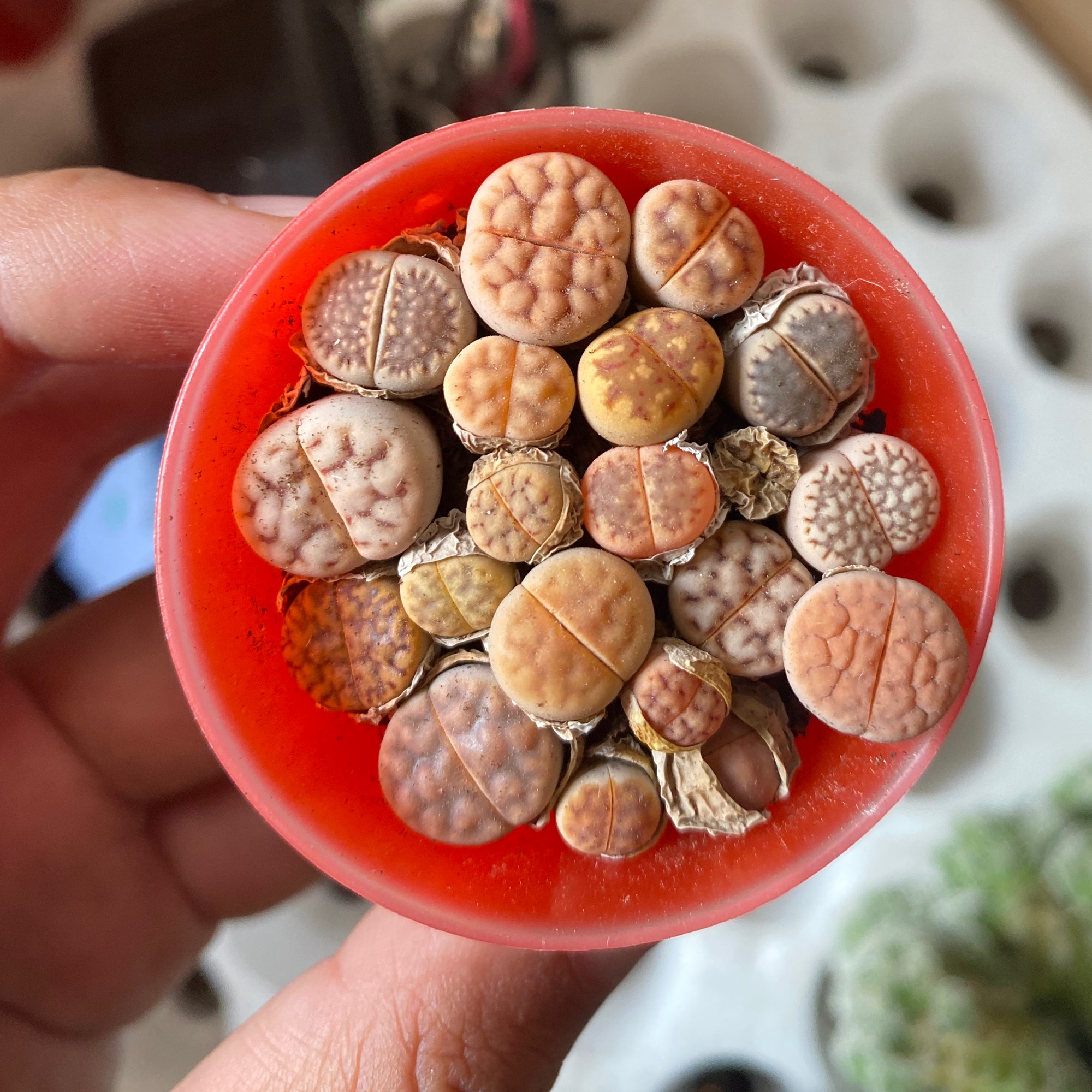 Lithops thạch lan - sen đá mông đáng yêu