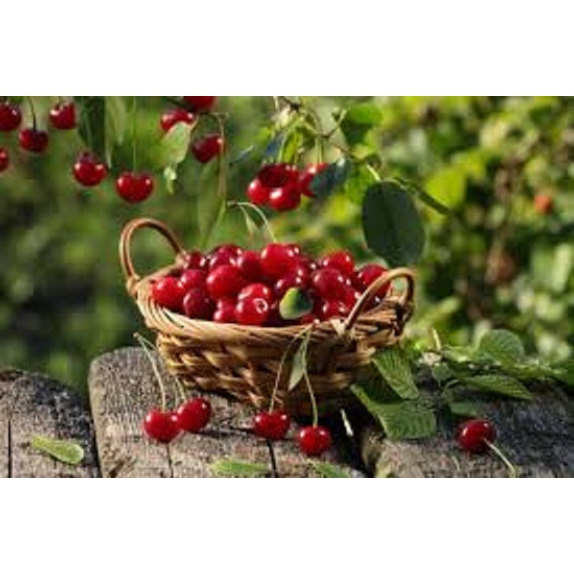 Cây giống CHERRY chịu nhiệt - Cây giống F1- hàng nhập khẩu
