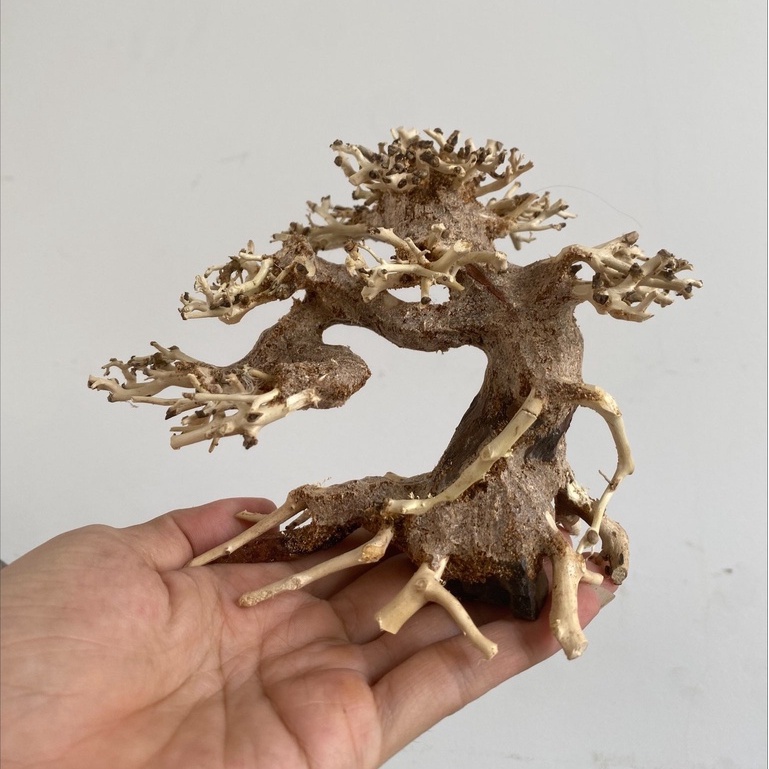 Lũa Bonsai mini trang trí hồ thủy sinh bể cá nhỏ nhiều dáng siêu đẹp