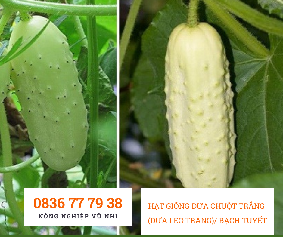 Hạt giống Dưa chuột trắng / Bạch Tuyết - hatgiong24h