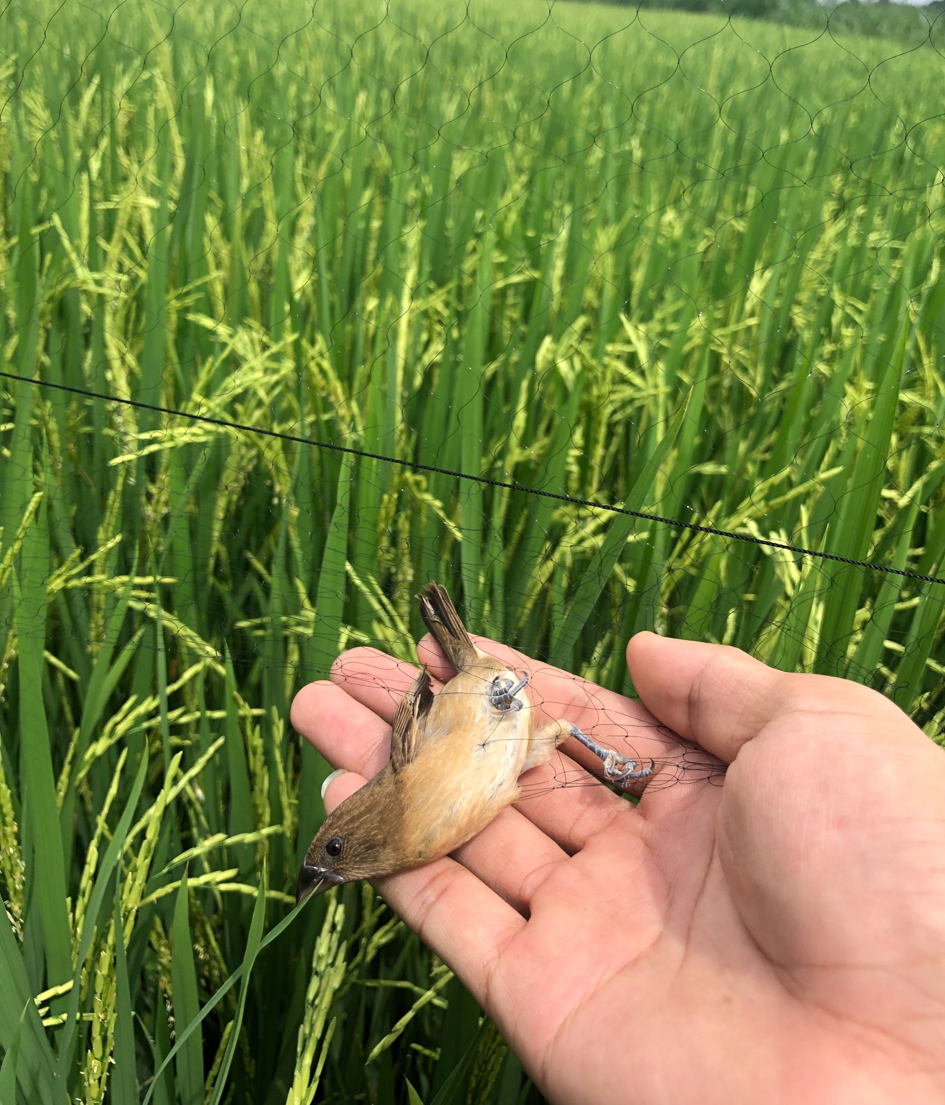 20 mét lưới bẫy chim khuyên, ri , sắc ô , sẻ ( lỗ 3 phân chiều cao 5m 5 dây 4 túi ) lưới cước thái màu đen tàng hình