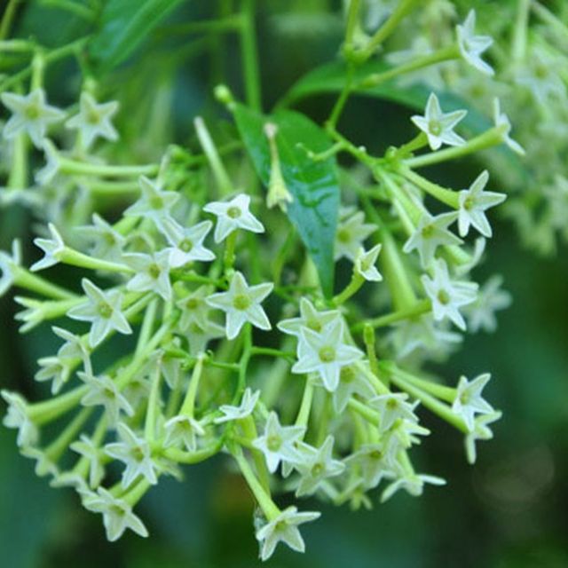 Cây hoa dạ lý hương, mặt hàng đang được săn đón, chất lượng sản phẩm đảm bảo và cam kết hàng đúng mô tả