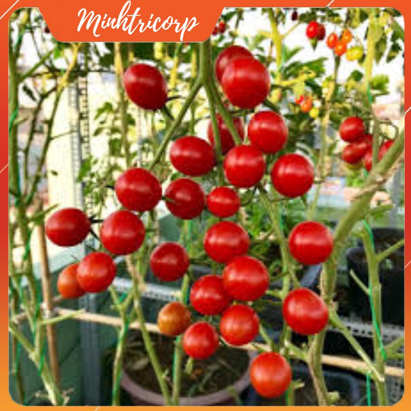Hạt giống cà chua sugar cherry nhập mỹ