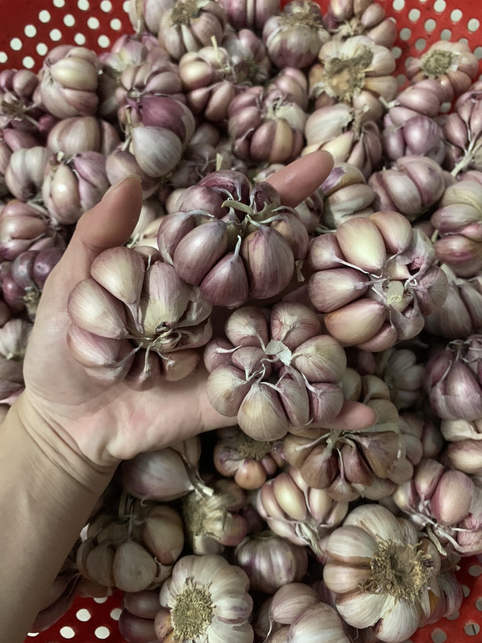 Free ship 1kg tỏi tím phan rang được làm sạch