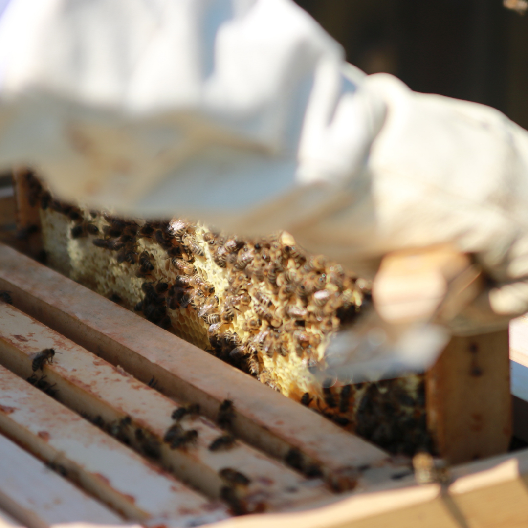 [combo] 3 lọ mật ong rừng nguyên chất tự nhiên hoa cà phê 500ml siêu tiết kiệm cho gia đình 5
