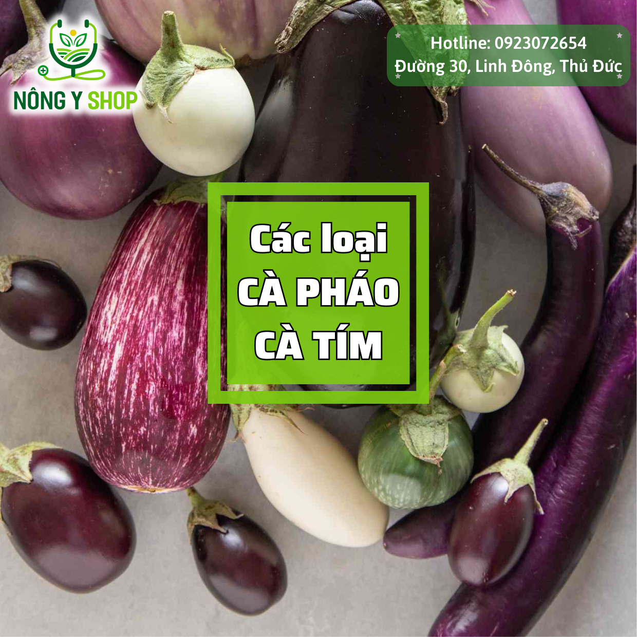Gói lớn - Túi trồng thử - Hạt giống cà tím, cà pháo các loại Rạng Đông , cà pháo trắng, cà pháo tím, cà phổi sọc lem