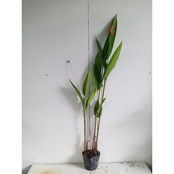 Cây chuối mỏ két