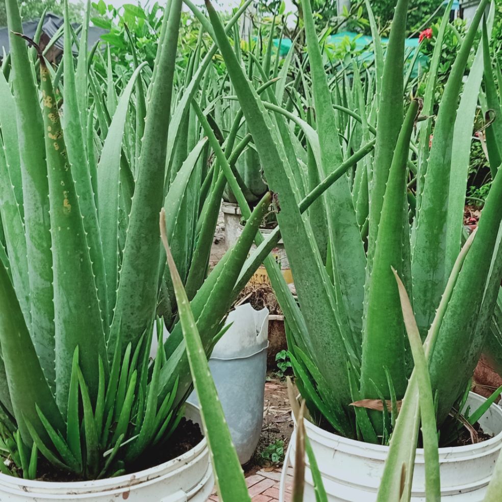 20 cây Nha đam con giống Mỹ bẹ to