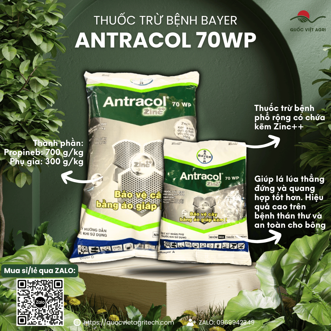  Thuốc trừ bệnh ANTRACOL 70WP  100g-1kg  - Propineb 700g kg Áo giáp kẽm ngừa Đốm đen Thán thư Thối cổ rễ 