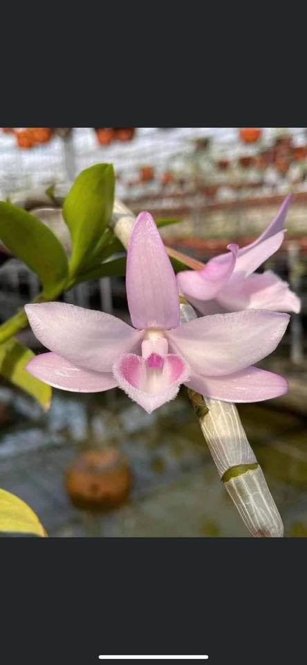 PHI ĐIỆP HỒNG NHẬT HẠ CHẬU NĂM HAI