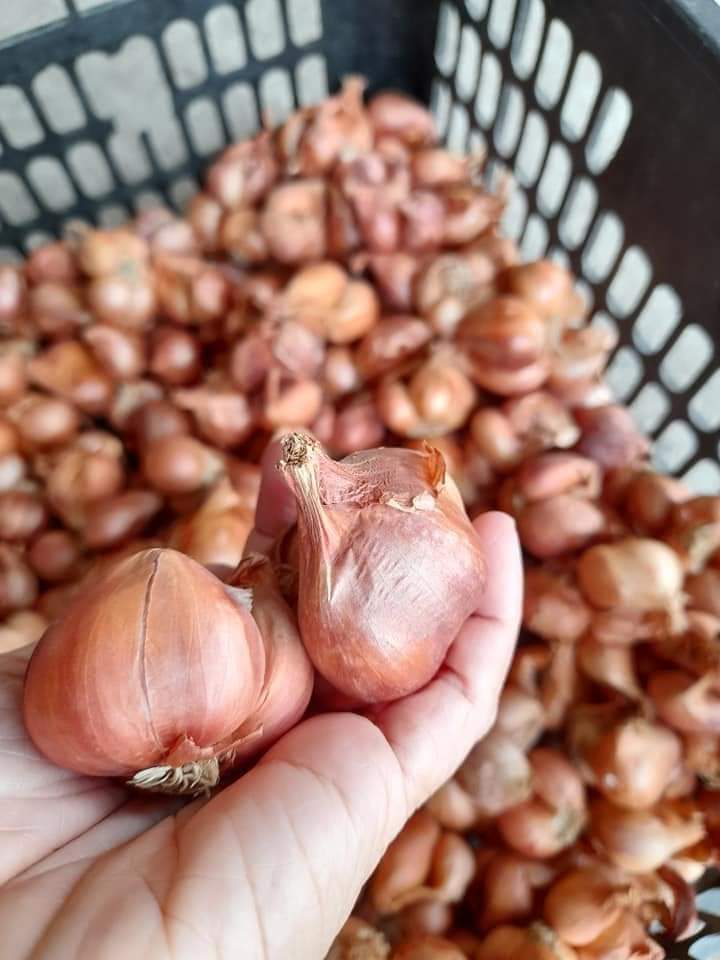 Hành củ kinh môn hải dương - 3kg