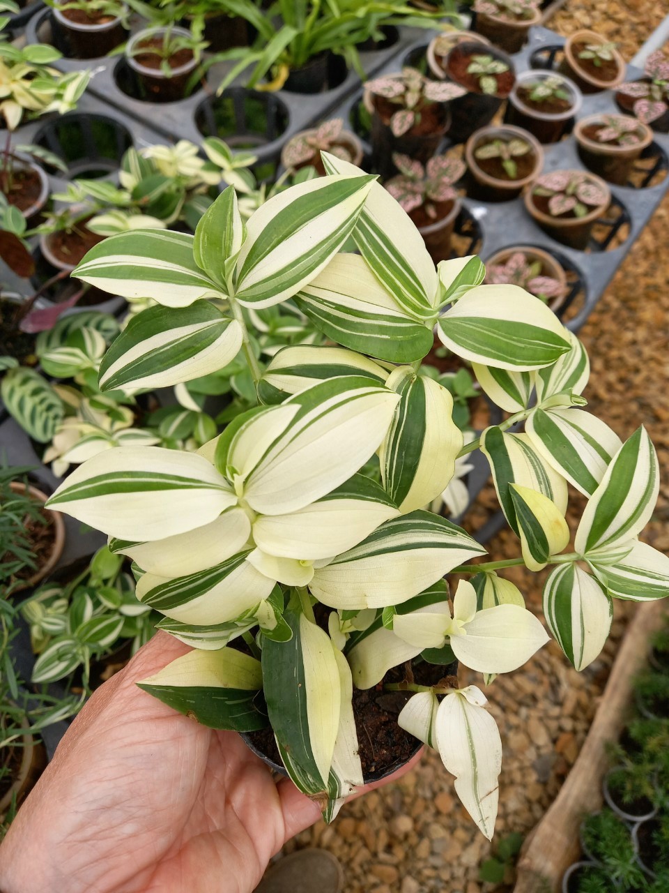 Thài lài var_ thài lài xanh sọc vàng. size L