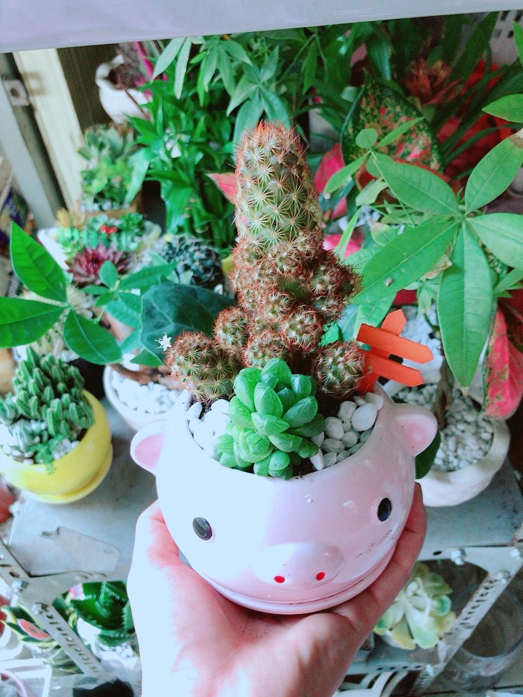 Chậu Xương Rồng Mix